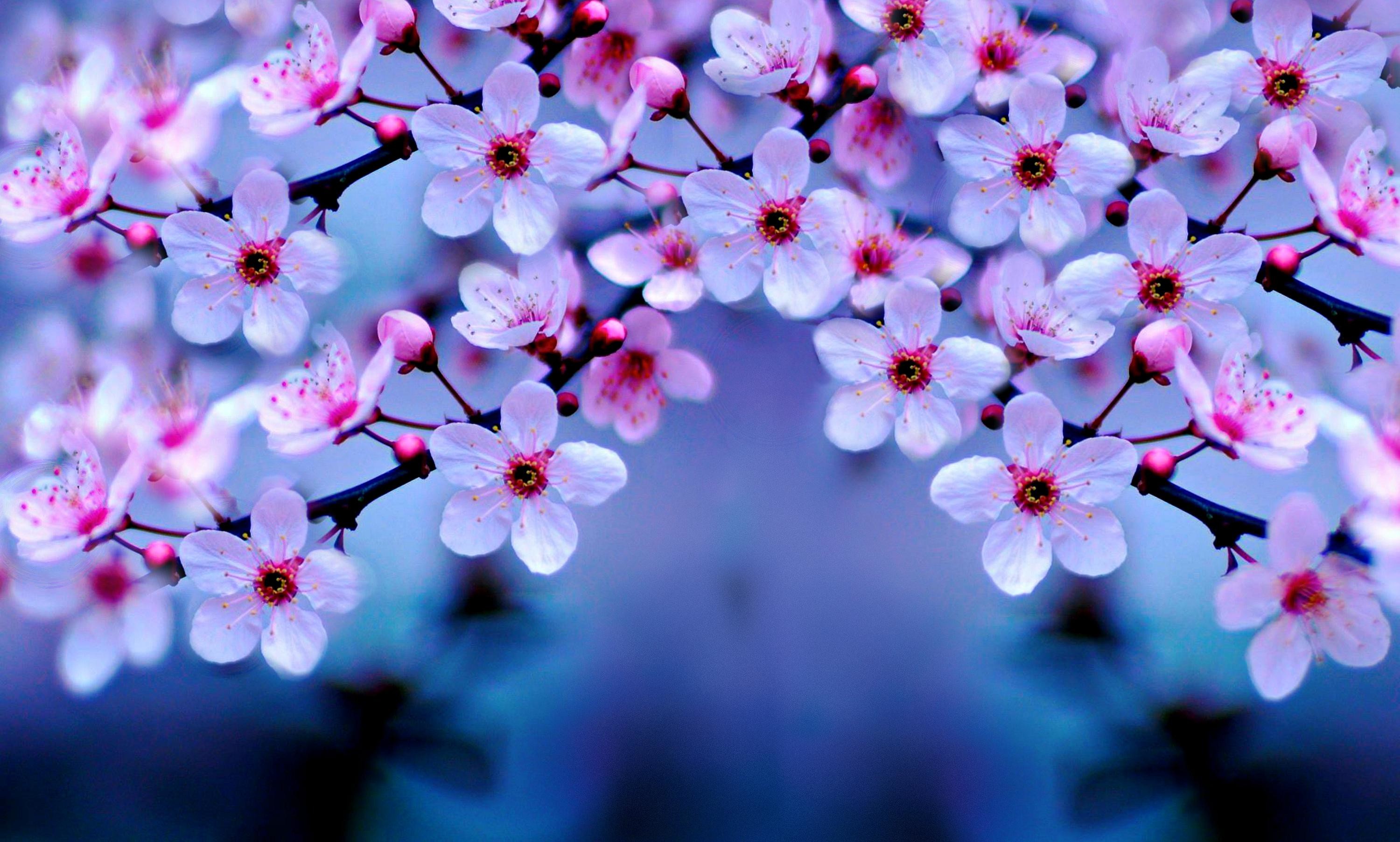 Perfect Cherry Blossom Mac Download